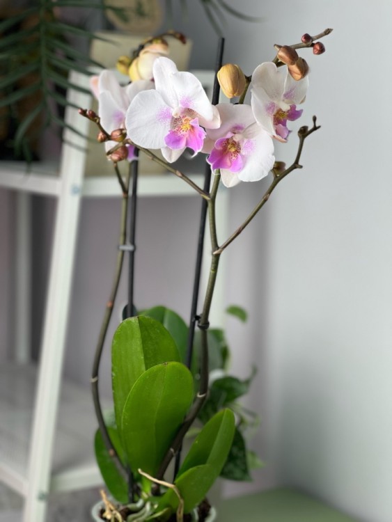 Орхидея Фаленопсис Эбро Биг Лип ⌀12 50 см 