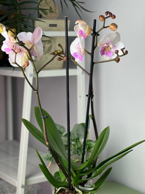 Орхидея Фаленопсис Эбро Биг Лип ⌀12 50 см 