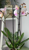 Орхидея Фаленопсис Эбро Биг Лип ⌀12 50 см 