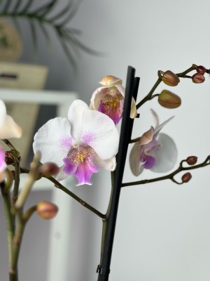 Орхидея Фаленопсис Эбро Биг Лип ⌀12 50 см