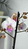 Орхидея Фаленопсис Эбро Биг Лип ⌀12 50 см 