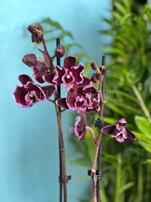 Орхидея Фаленопсис Блэк Энджл ⌀12 60 см