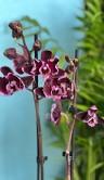 Орхидея Фаленопсис Блэк Энджл ⌀12 60 см 