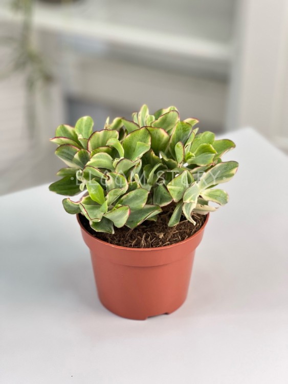 Крассула Ундулатифолия Кёрли Грин вар ⌀12 20 см 