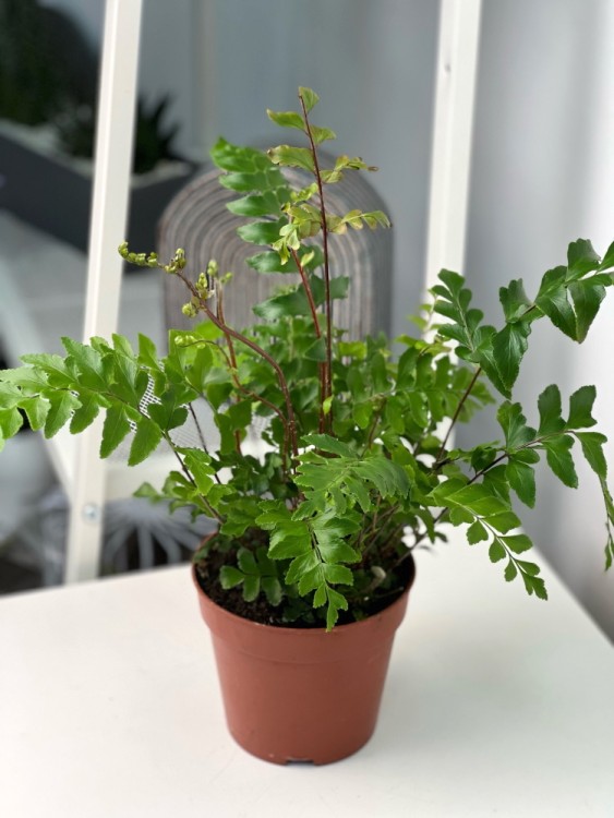 Дидимохлена ⌀9 15 см 