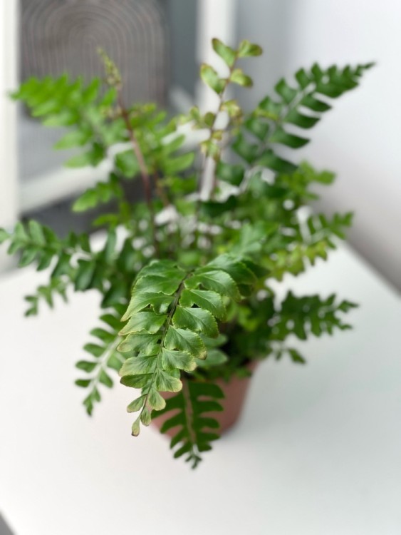 Дидимохлена ⌀9 15 см 