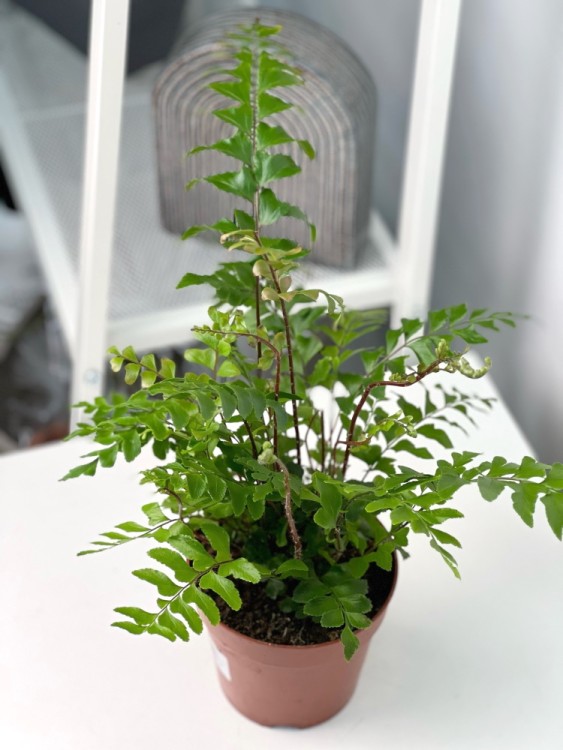 Дидимохлена ⌀9 15 см 