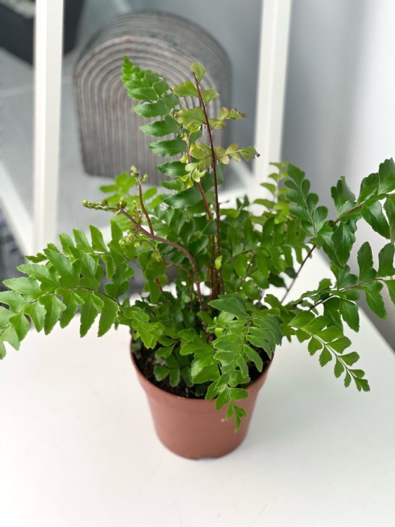 Дидимохлена ⌀9 15 см 