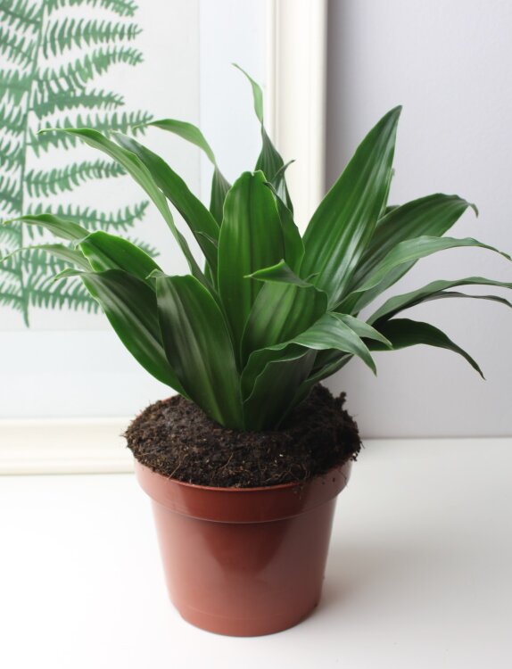 Драцена Фрагранс Компакта