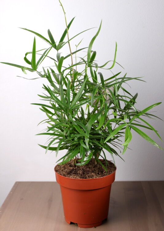 Аспарагус Фалькатус ⌀12 40 см 