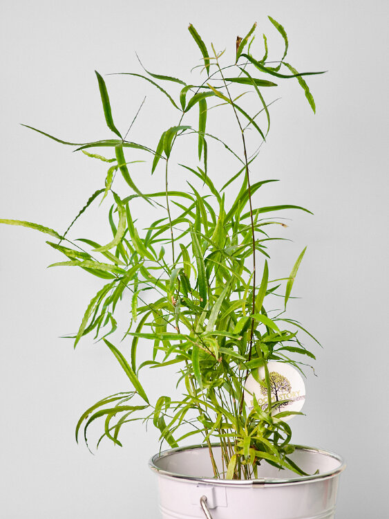 Аспарагус Фалькатус ⌀12 40 см 