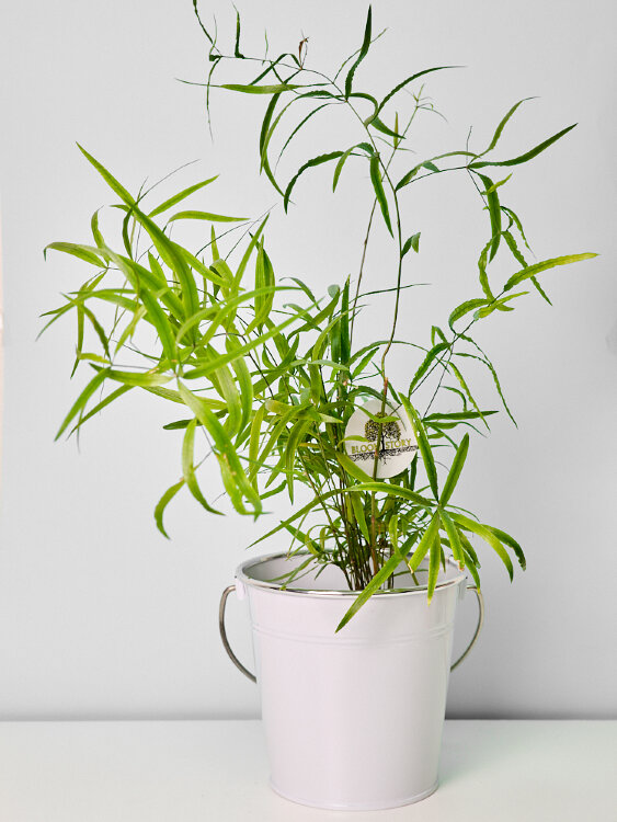 Аспарагус Фалькатус ⌀12 40 см 