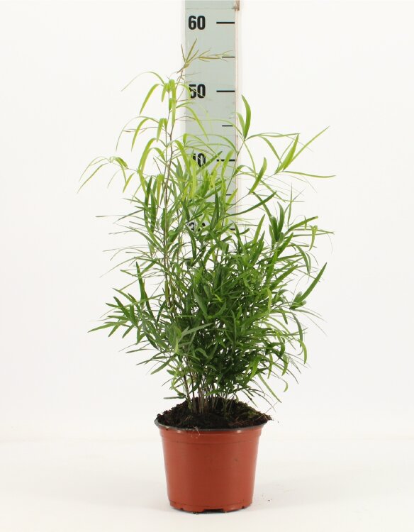 Аспарагус Фалькатус ⌀12 40 см 