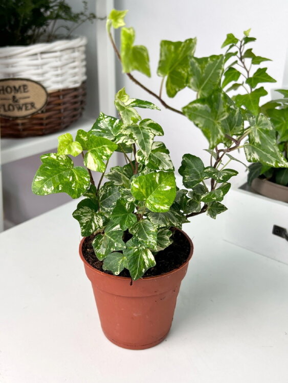 Хедера Хеликс Минт Колибри ⌀9 15 см 