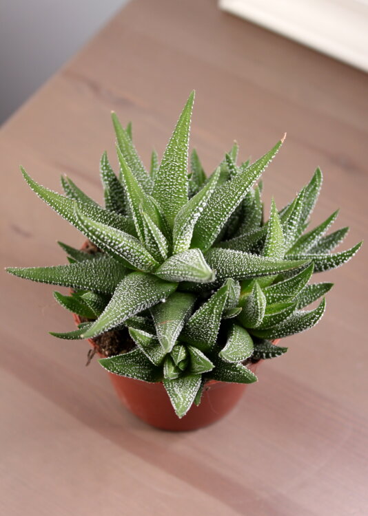 Хавортия фасциата Конколор ⌀9 