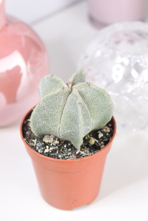 Астрофитум Мириостигма ⌀5 