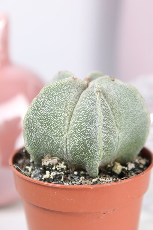 Астрофитум Мириостигма ⌀5 