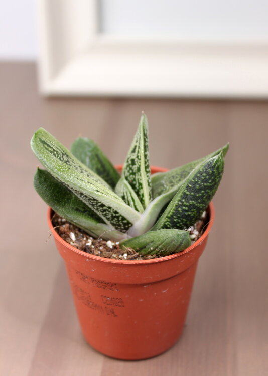 Гастерия Литтл Варти ⌀5 