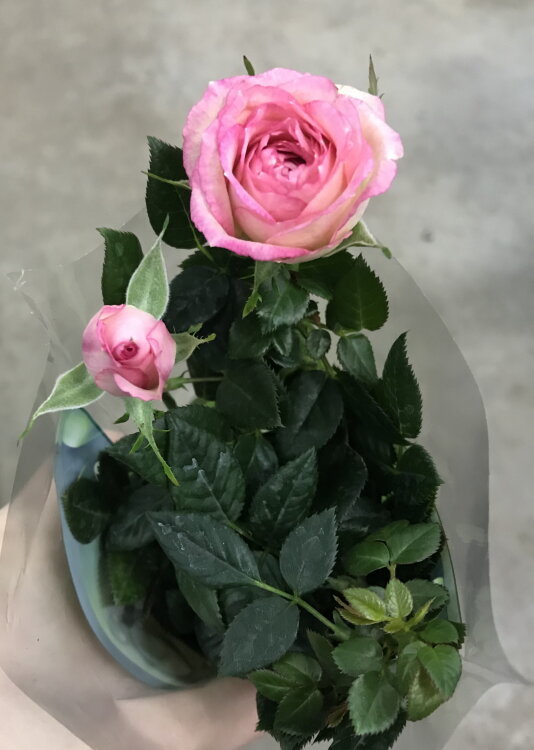 Роза розовая мини ⌀6 