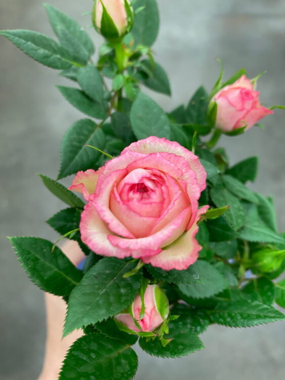 Роза розовая мини ⌀6 