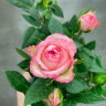 Роза розовая мини ⌀6 