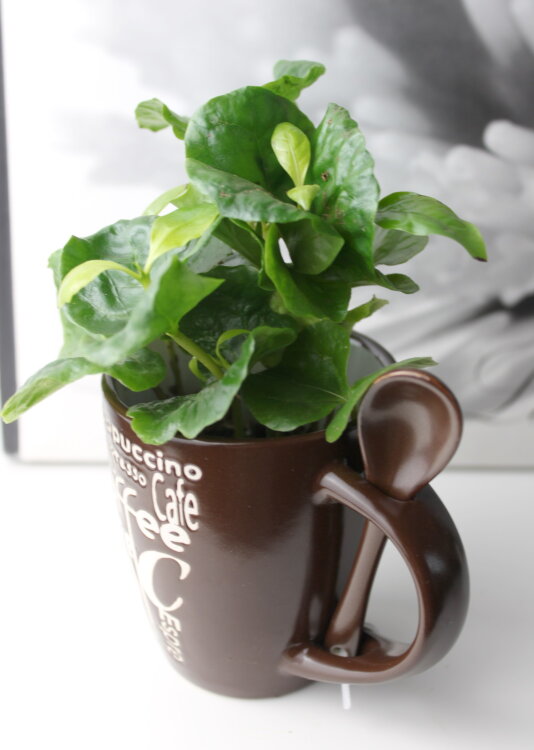 Кофе арабика в чашке с ложкой 