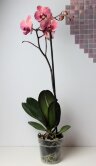 Орхидея Фаленопсис Руд 1 ст 