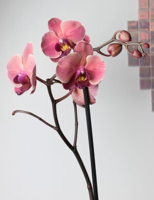 Орхидея Фаленопсис Руд 1 ст