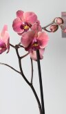 Орхидея Фаленопсис Руд 1 ст 
