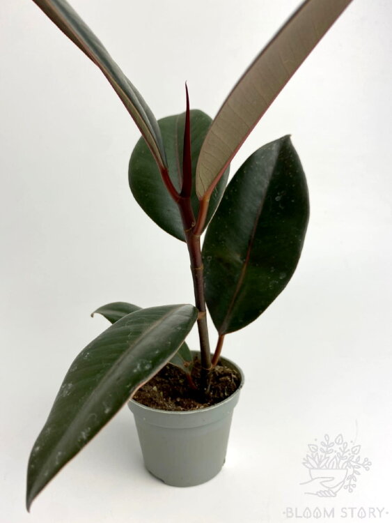 Фикус эластика Абиджан ⌀6 15 см 