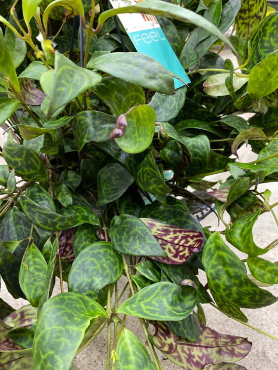 Эсхинантус Марморатус ⌀18 55 см 