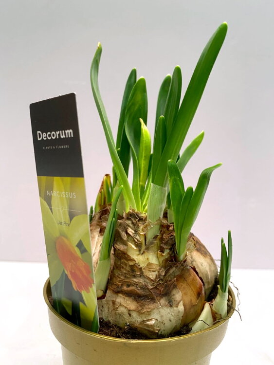 Нарцисс Джет Файер ⌀9 