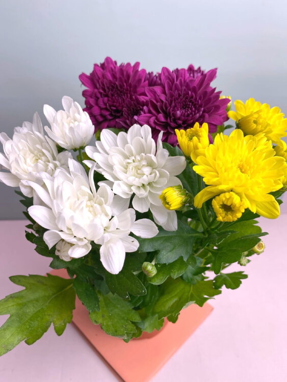 Хризантема трио махровая ⌀12 
