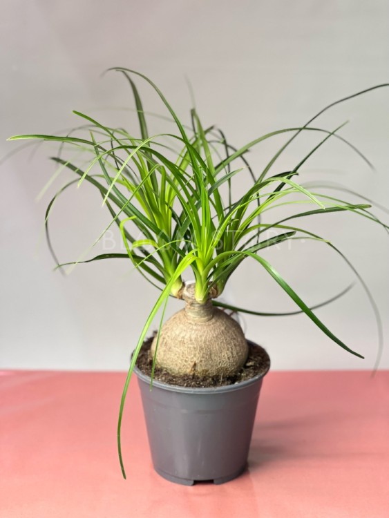 Нолина Рекувата шар ⌀14 40 см 