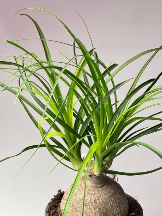 Нолина Рекувата шар ⌀14 40 см 