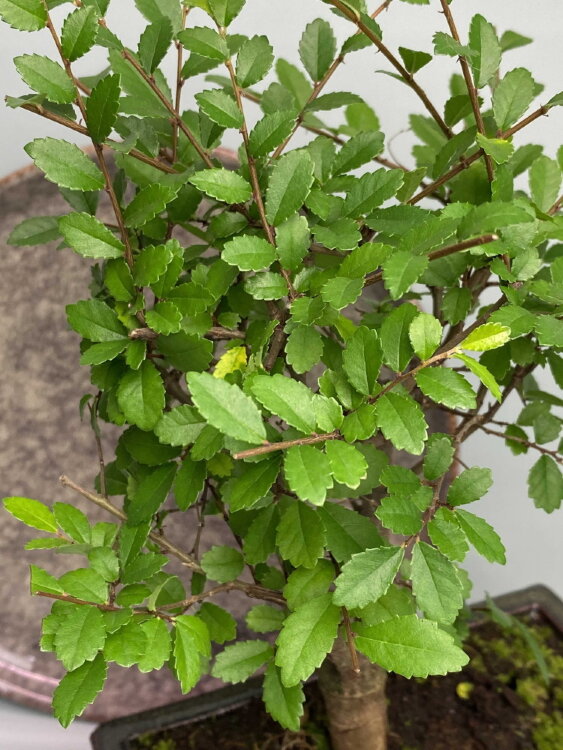 Бонсай Вяз 20 см 