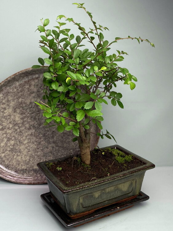 Бонсай Вяз 20 см 