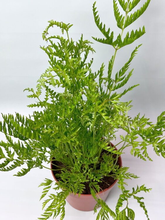 Птерис Страминея ⌀12 30 см 