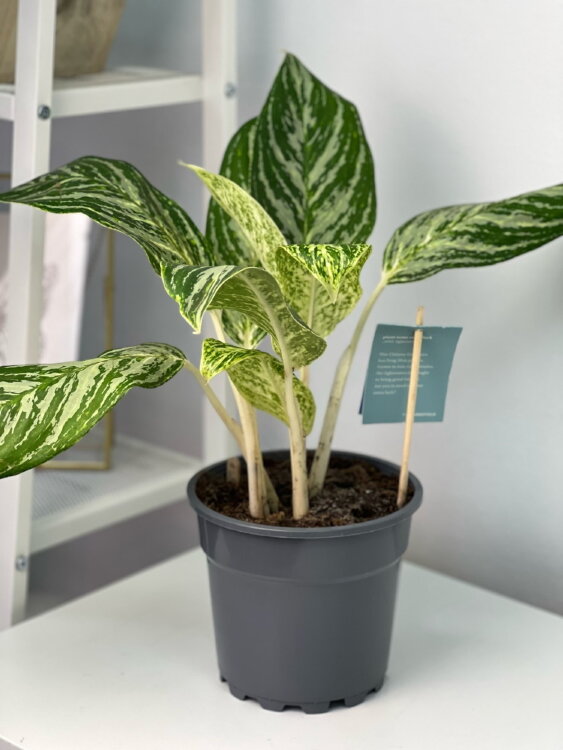 Аглаонема Голден Мадонна ⌀24 50 см  Аглаонема Голден Мадонна ⌀24 50 см