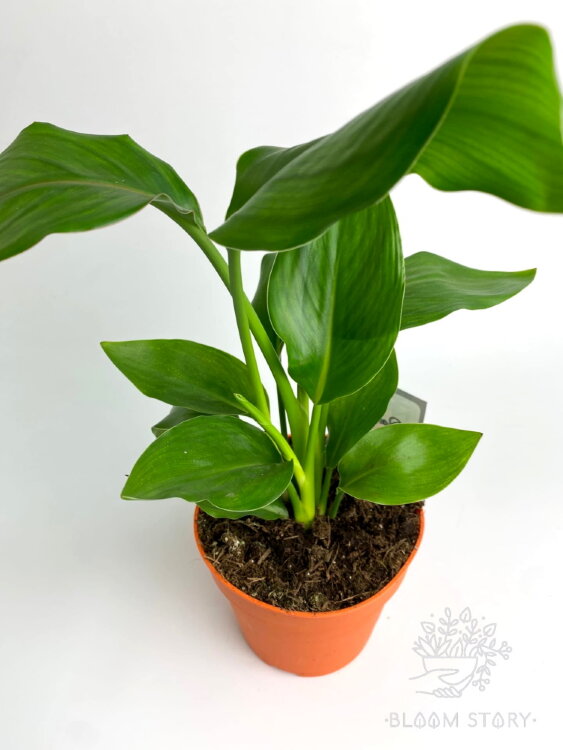 Стрелиция Николая ⌀12 35 см 