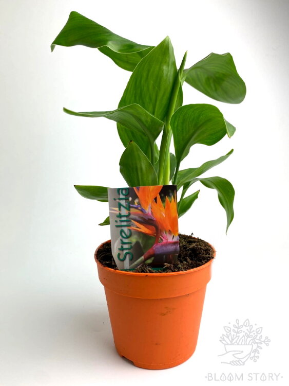 Стрелиция Николая ⌀12 35 см 