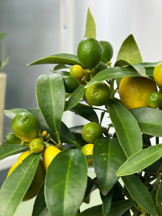 Цитрофортунелла Кумкват ⌀12 30 см 