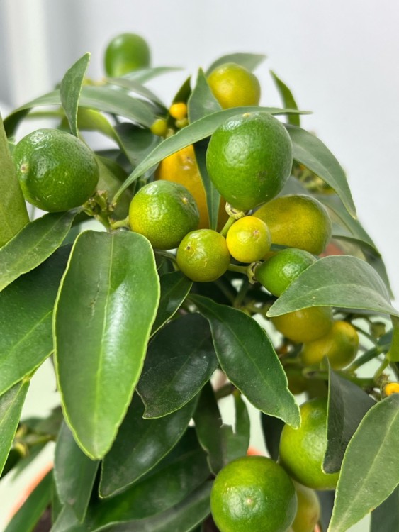 Цитрофортунелла Кумкват ⌀12 30 см 