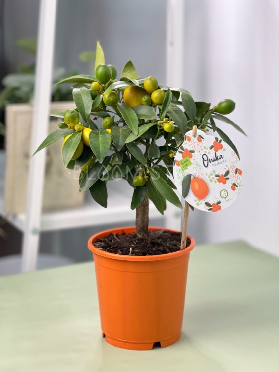 Цитрофортунелла Кумкват ⌀12 30 см 