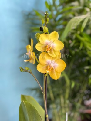Орхидея Фаленопсис Голден Трежер 1 ст ⌀12 50 см