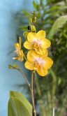 Орхидея Фаленопсис Голден Трежер 1 ст ⌀12 50 см 