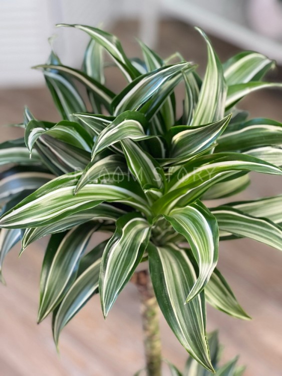 Драцена Фрагранс Джейд Джевел ⌀21 100 см 