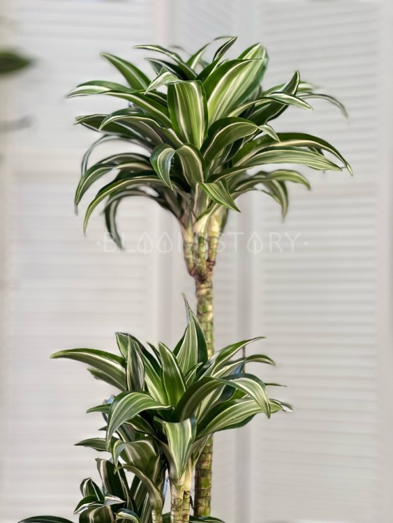 Драцена Фрагранс Джейд Джевел ⌀21 100 см 