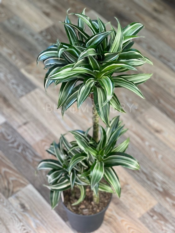 Драцена Фрагранс Джейд Джевел ⌀21 100 см 