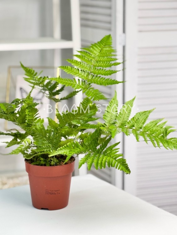 Дриоптерис Эритросора ⌀12 30 см 